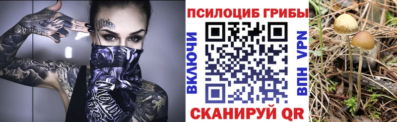 Галлюциногенные грибы Psilocybe  где можно купить   нарко площадка официальный сайт  Кедровый 